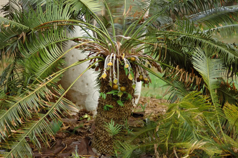 Изображение особи Cycas circinalis.