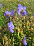 Geranium pratense. Верхушка цветущего и плодоносящего растения. Смоленская обл., Смоленский р-н, окр. Каспли. 25.07.2012.