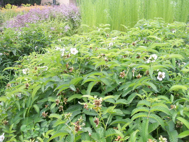 Изображение особи Rubus illecebrosus.