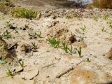 Mesembryanthemum nodiflorum