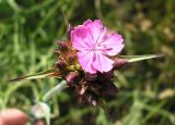 Dianthus andrzejowskianus