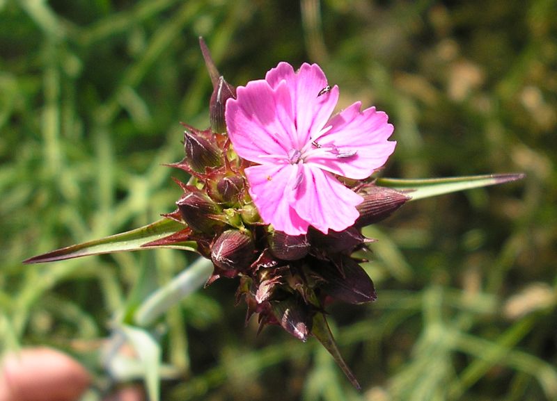 Image of Dianthus andrzejowskianus specimen.