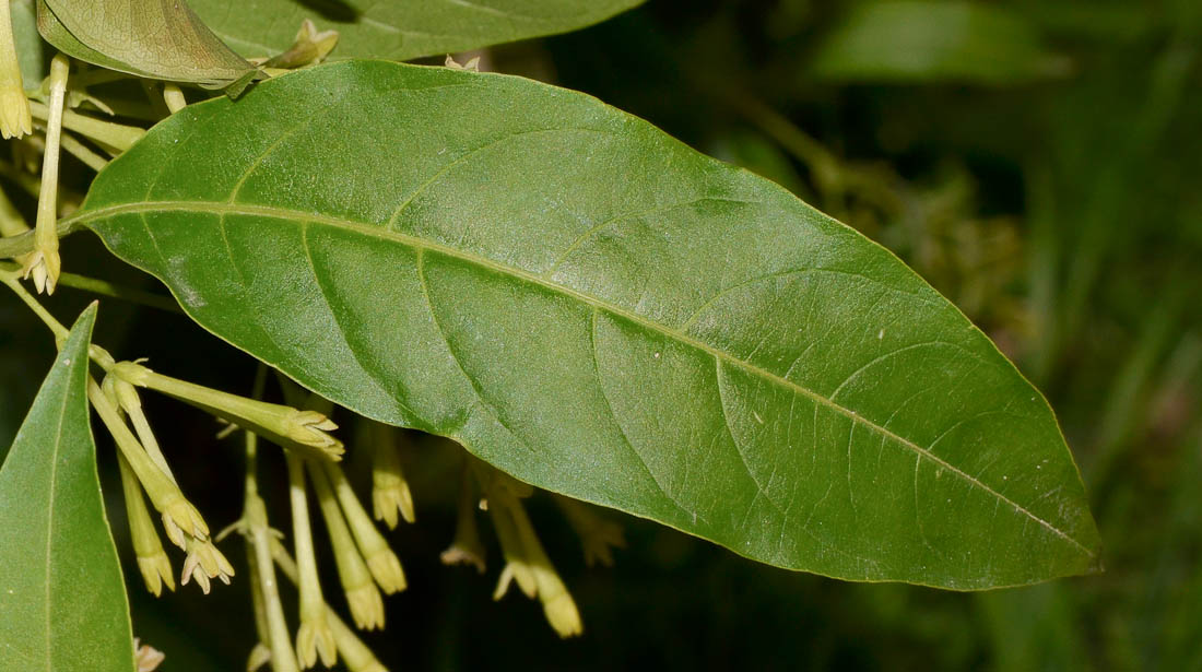 Изображение особи Cestrum nocturnum.