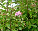 Lagerstroemia indica. Ветви цветущих растений живой изгорода вдоль дороги. Хорватия, Истрия, г. Пореч, набережная. 06.09.2012.