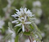 Image of taxon representative. Author is Ирина Гайворонская