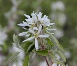 Amelanchier ovalis