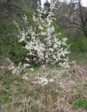 Prunus spinosa. Небольшое цветущее дерево. Ставропольский край, г. Кисловодск, Курортный парк верхний. 12.04.2013.