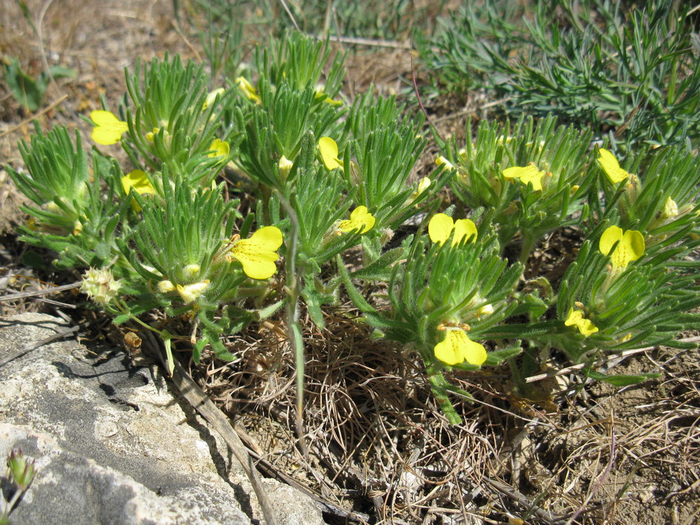 Image of Ajuga chia specimen.