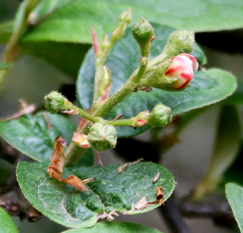 Изображение особи Cotoneaster bullatus.