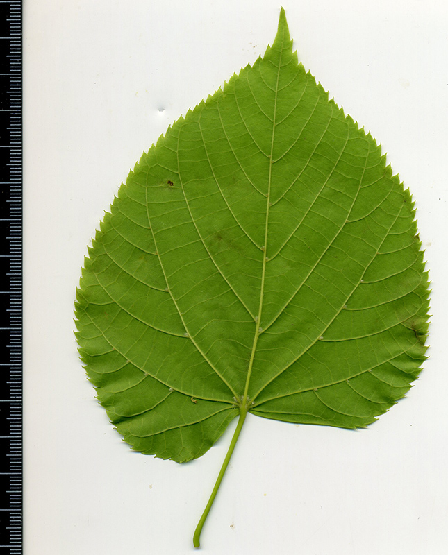 Изображение особи Tilia platyphyllos.