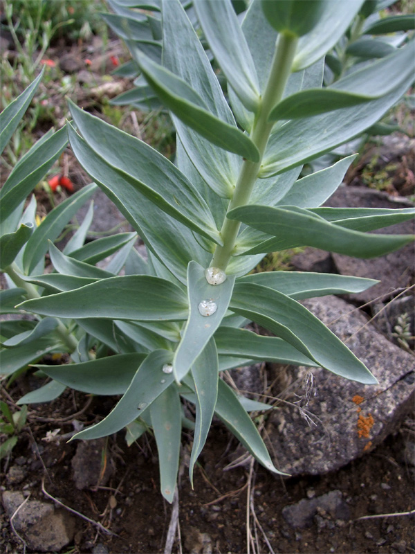 Изображение особи Linaria pyramidata.