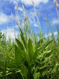 Plantago urvillei