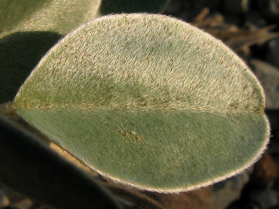 Изображение особи Hedysarum candidum.