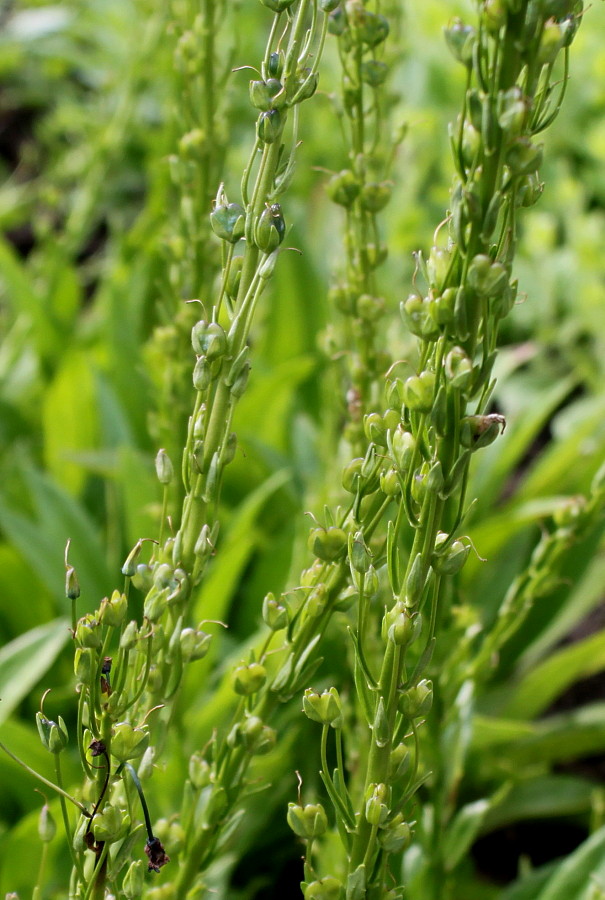Image of Veronica gentianoides specimen.