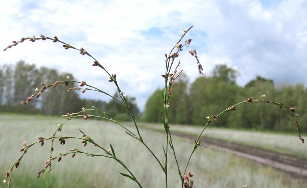 Изображение особи Polygonum patulum.