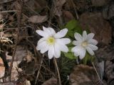 Anemone altaica