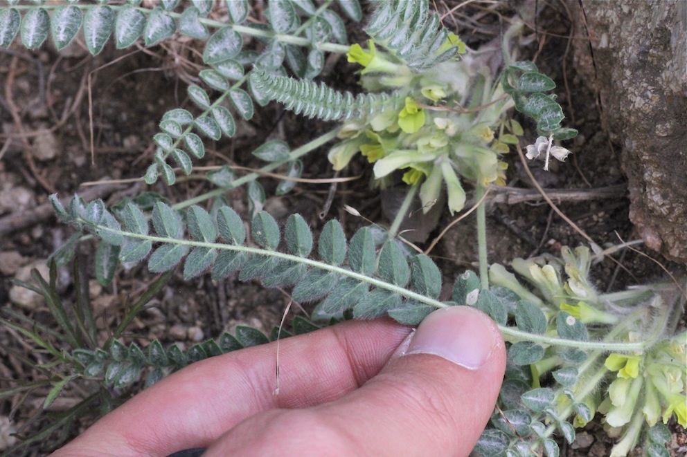 Изображение особи Astragalus densus.