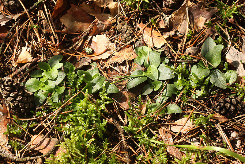 Image of Goodyera repens specimen.