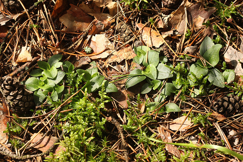 Image of Goodyera repens specimen.