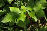 Rubus saxatilis. Плодоносящее растение в широколиственном лесу. Санкт-Петербург, Дудергофские высоты. Конец июля.