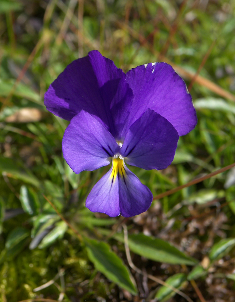 Изображение особи Viola oreades.