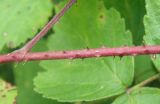 genus Rubus