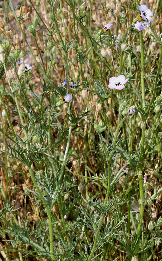 Изображение особи Gilia tricolor.