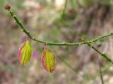 Polygala major. Верхушка побега. Краснодарский край, окр. г. Геленджик, щель Прасковеевская, обочина дороги по склону хребта над селом Прасковеевка. 21.09.2013.