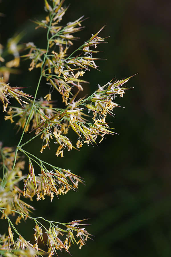 Изображение особи Calamagrostis epigeios.