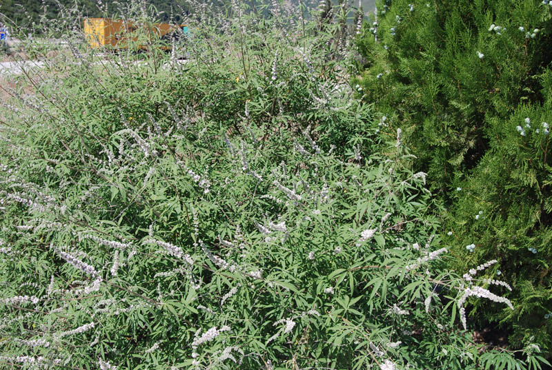 Image of Vitex agnus-castus specimen.