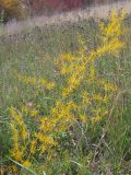 Asparagus verticillatus. Отплодоносившее растение с листьями осенней раскраски. Краснодарский край, окр. г. Крымск, каменистый склон горы. 16.10.2013.