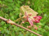 genus Vitis. Часть побега с разворачивающимися листьями и распускающимися соцветиями. Украина, Закарпатская обл., Виноградов, Чёрная гора, в зарослях кустарников. 5 мая 2008 г.