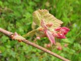 род Vitis. Часть побега с разворачивающимися листьями и распускающимися соцветиями. Украина, Закарпатская обл., Виноградов, Чёрная гора, в зарослях кустарников. 5 мая 2008 г.