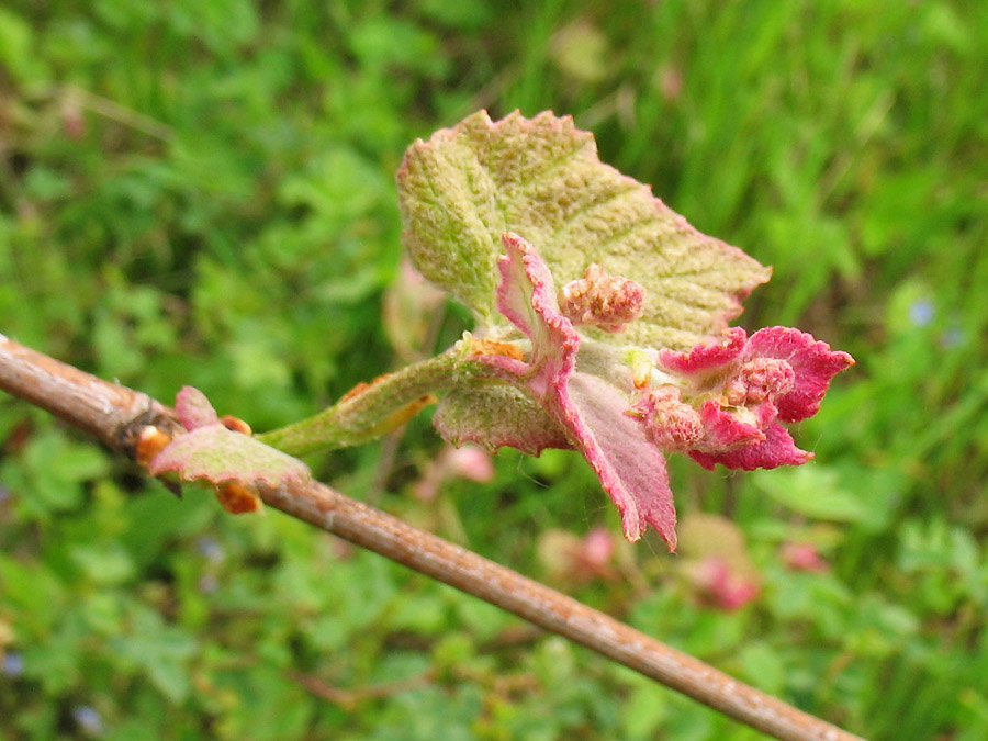 Изображение особи род Vitis.