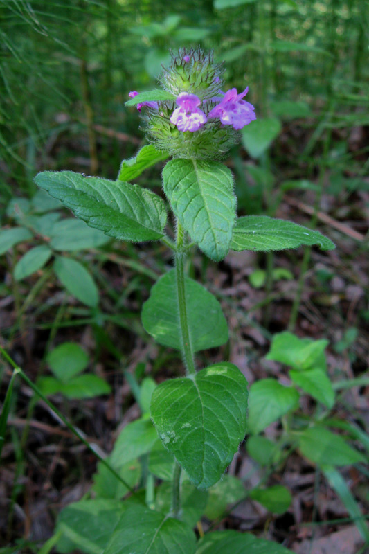 Image of Clinopodium vulgare specimen.