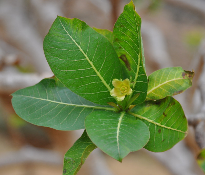 Image of Jatropha unicostata specimen.