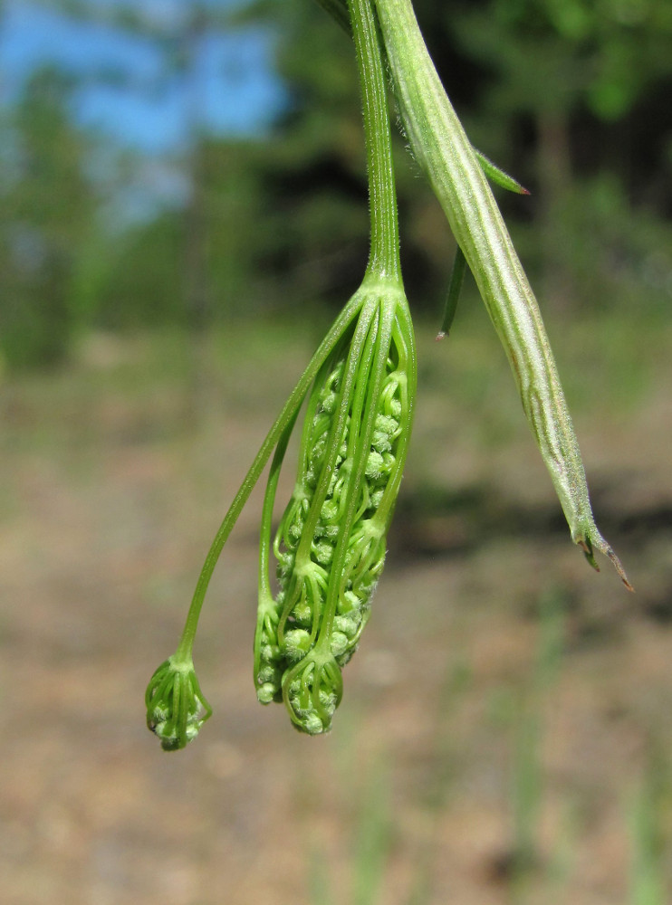 Image of Pimpinella nigra specimen.