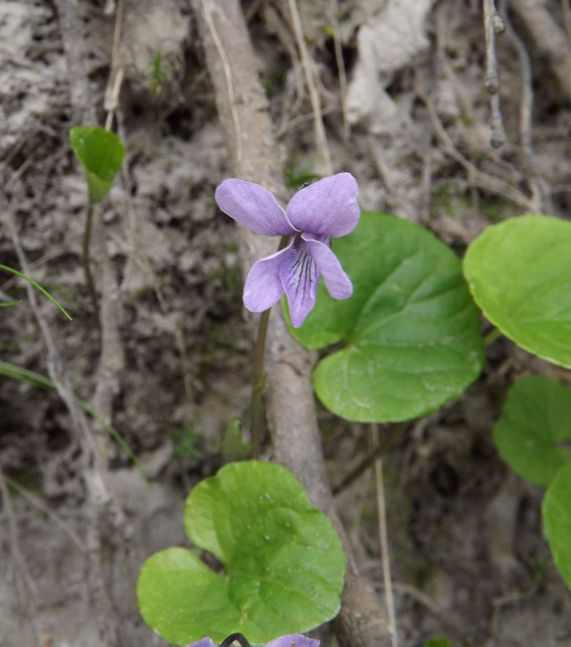 Изображение особи Viola epipsiloides.