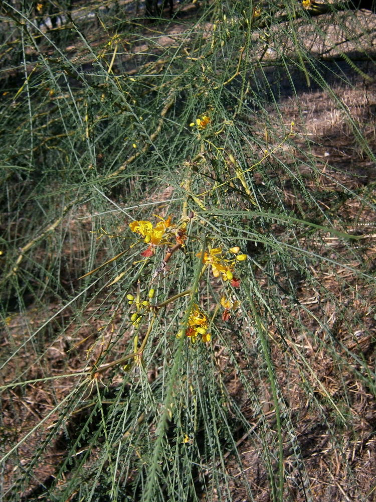 Image of Parkinsonia aculeata specimen.