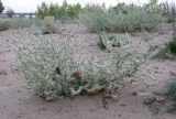 Salsola tragus