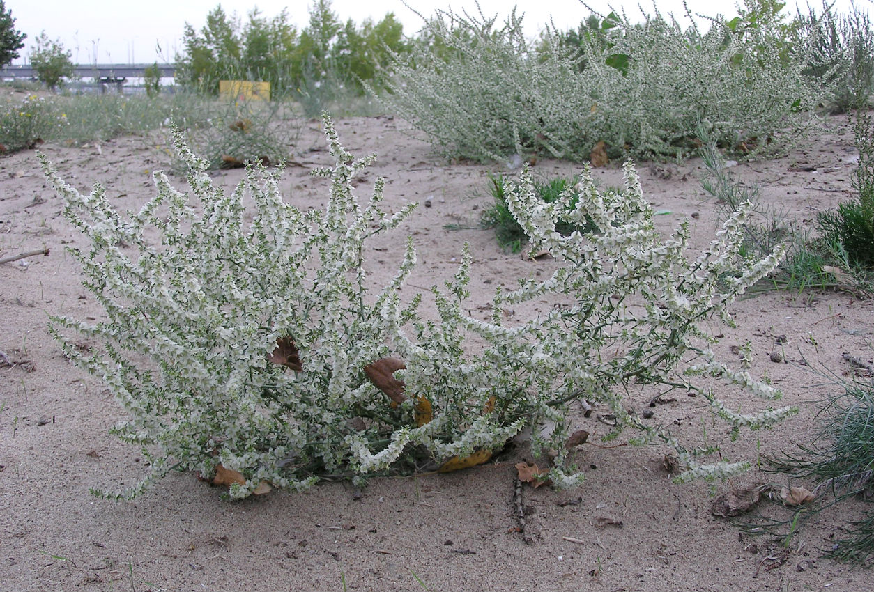 Изображение особи Salsola tragus.