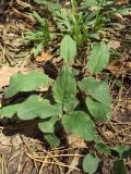 Hieracium sylvularum