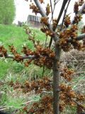 Hippophae rhamnoides