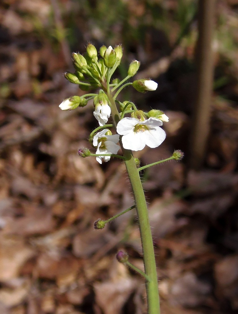 Изображение особи Arabidopsis arenosa.