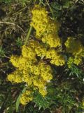 Galium verum. Соцветие. Нидерланды, Северное море, остров Схирмонниког, сформировавшиеся песчаные дюны. Июль 2006 г.