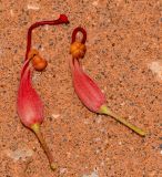 Grevillea banksii