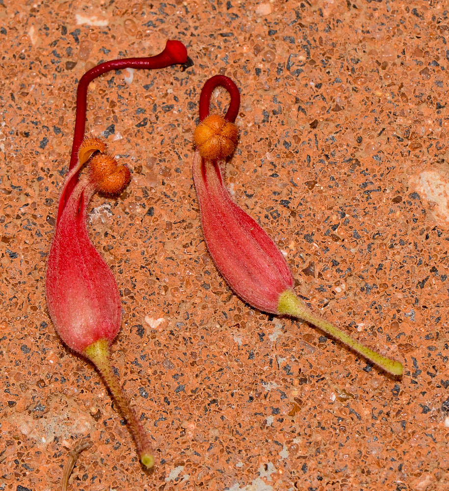 Image of Grevillea banksii specimen.