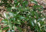 Ligustrum quihoui