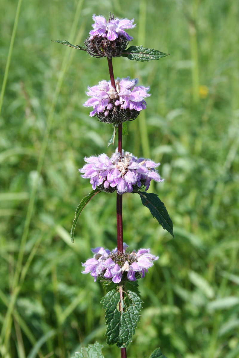 Изображение особи Phlomoides tuberosa.