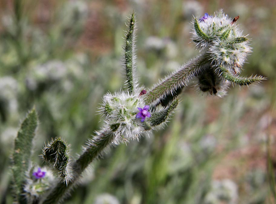 Image of Hormuzakia aggregata specimen.